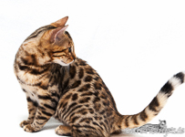 Bengal Kitten Sachsen